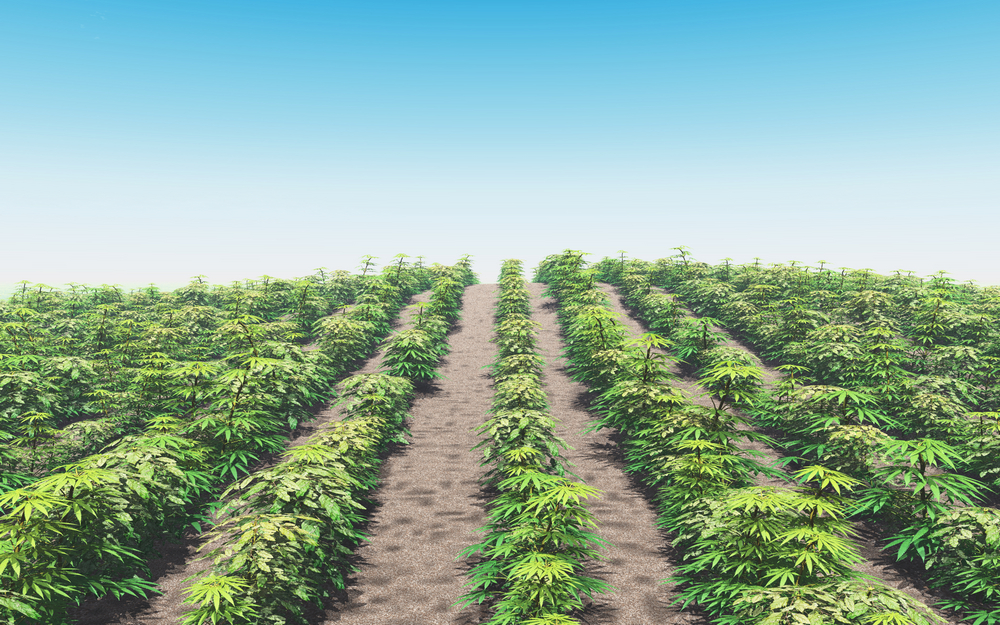 I nemici del cannabusiness? Banche ed Fb, parola di startupper