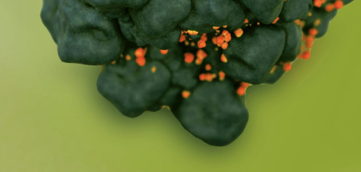 Bristol Meyers Squibb Enters NeoPhore Series B Round