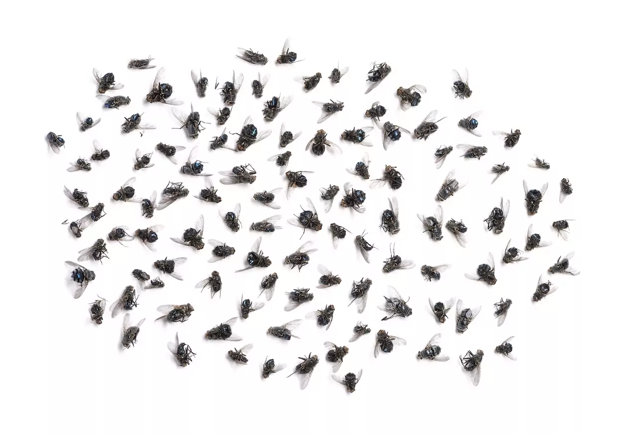 Innovation and perspectives in insect breeding